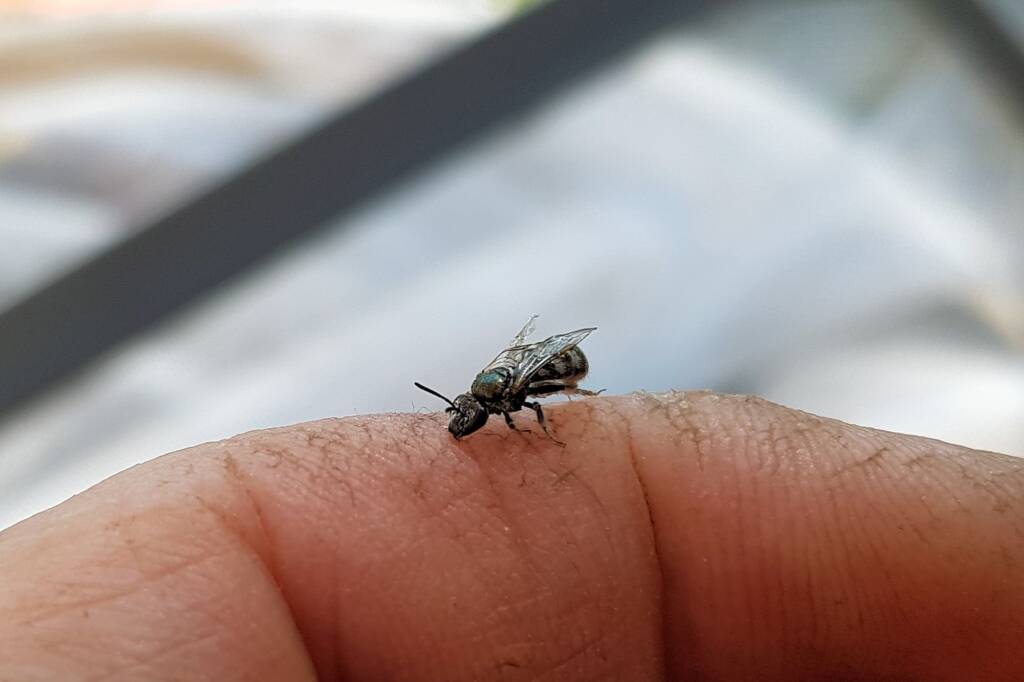 Lasioglossum sp (Furrow Bee), Alice Springs NT
