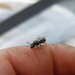 Lasioglossum sp (Furrow Bee), Alice Springs NT
