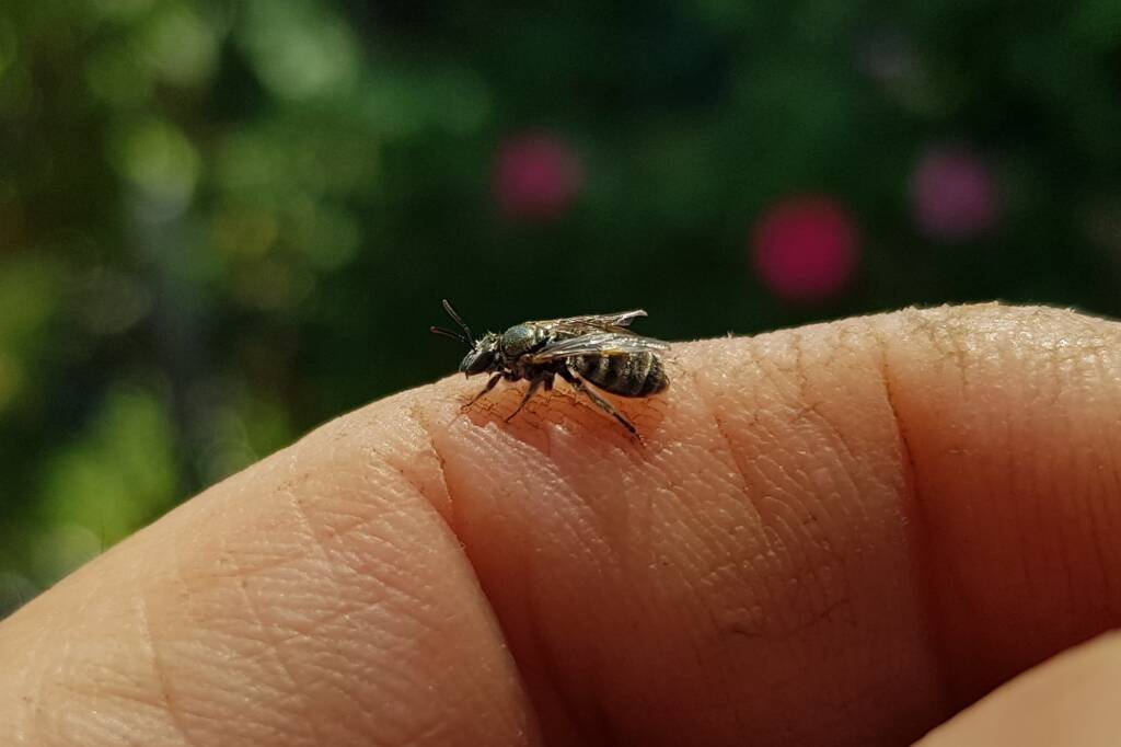 Lasioglossum sp (Furrow Bee), Alice Springs NT