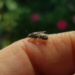 Lasioglossum sp (Furrow Bee), Alice Springs NT
