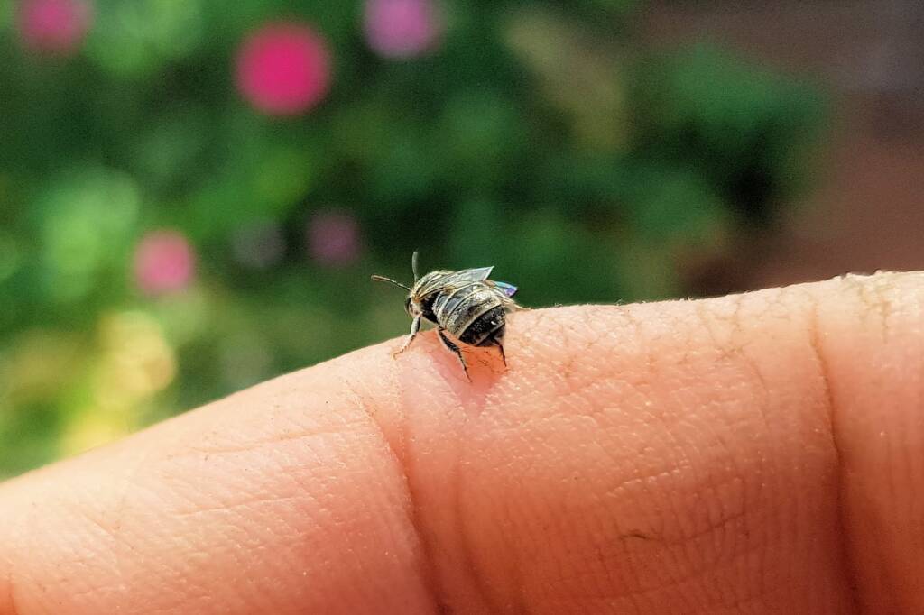 Lasioglossum sp (Furrow Bee), Alice Springs NT