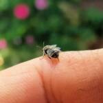 Lasioglossum sp (Furrow Bee), Alice Springs NT