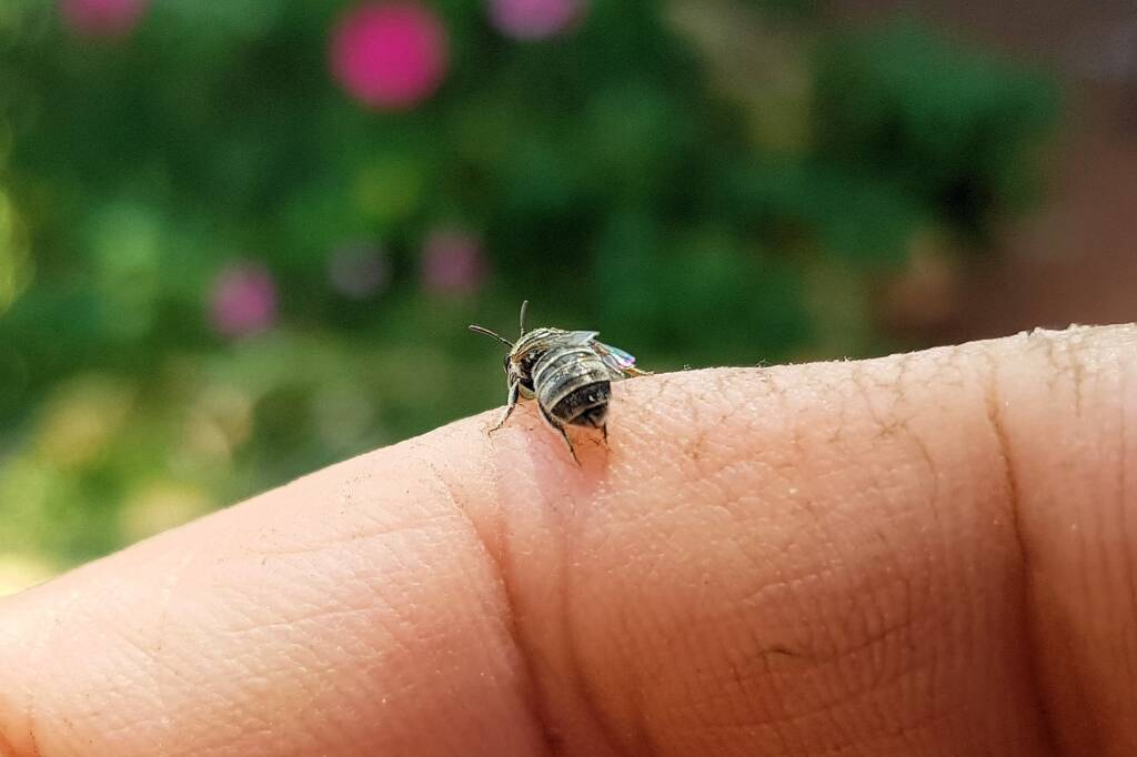 Lasioglossum sp (Furrow Bee), Alice Springs NT