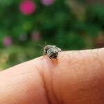 Lasioglossum sp (Furrow Bee), Alice Springs NT