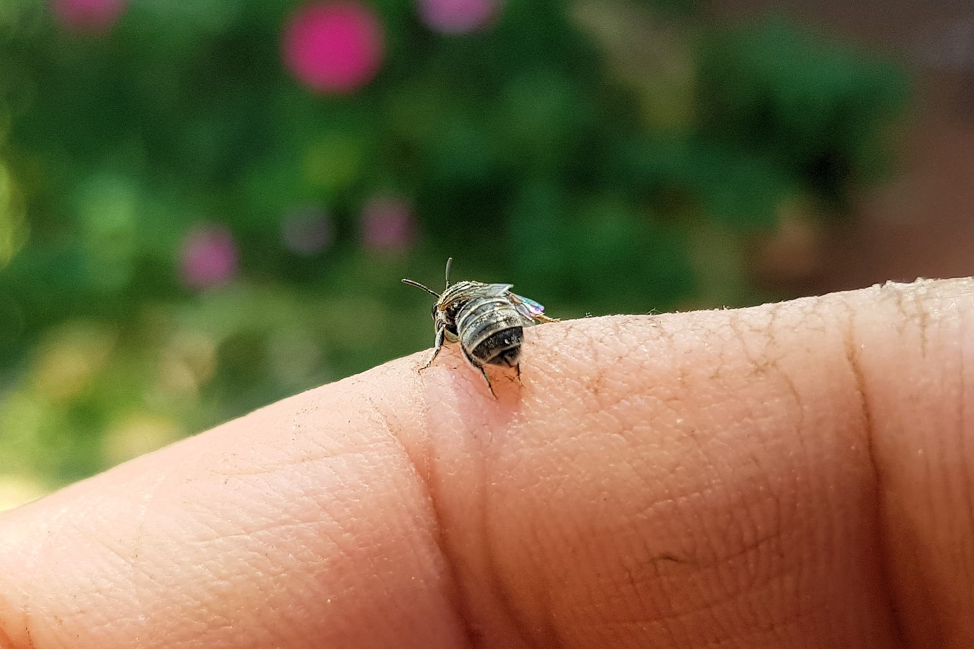 Lasioglossum sp (Furrow Bee), Alice Springs NT