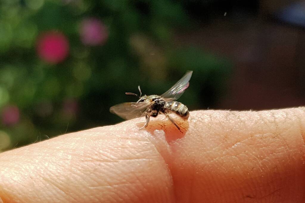 Lasioglossum sp (Furrow Bee), Alice Springs NT