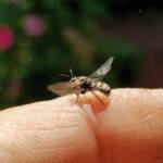 Lasioglossum sp (Furrow Bee), Alice Springs NT