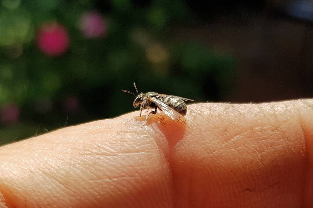 Lasioglossum sp (Furrow Bee), Alice Springs NT
