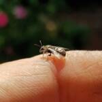 Lasioglossum sp (Furrow Bee), Alice Springs NT