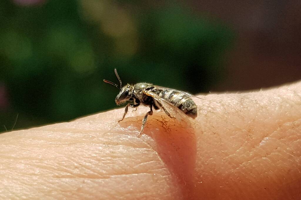 Lasioglossum sp (Furrow Bee), Alice Springs NT