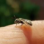 Lasioglossum sp (Furrow Bee), Alice Springs NT