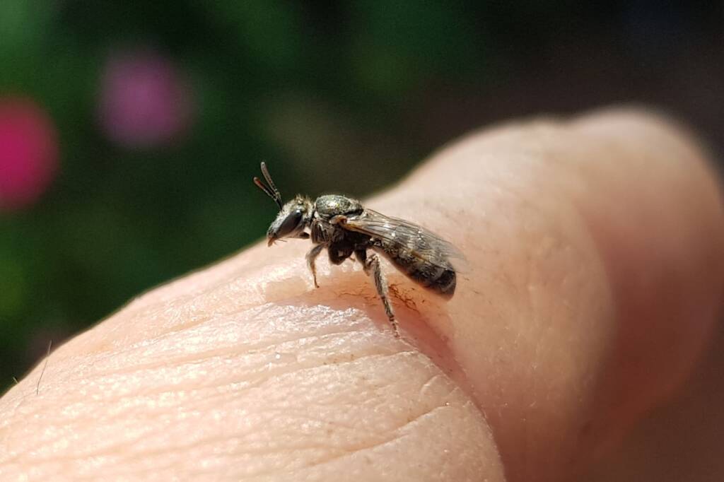 Lasioglossum sp (Furrow Bee), Alice Springs NT