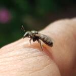 Lasioglossum sp (Furrow Bee), Alice Springs NT