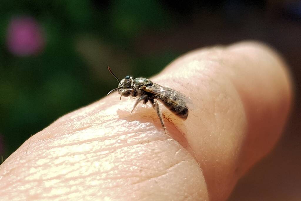 Lasioglossum sp (Furrow Bee), Alice Springs NT