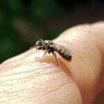 Lasioglossum sp (Furrow Bee), Alice Springs NT