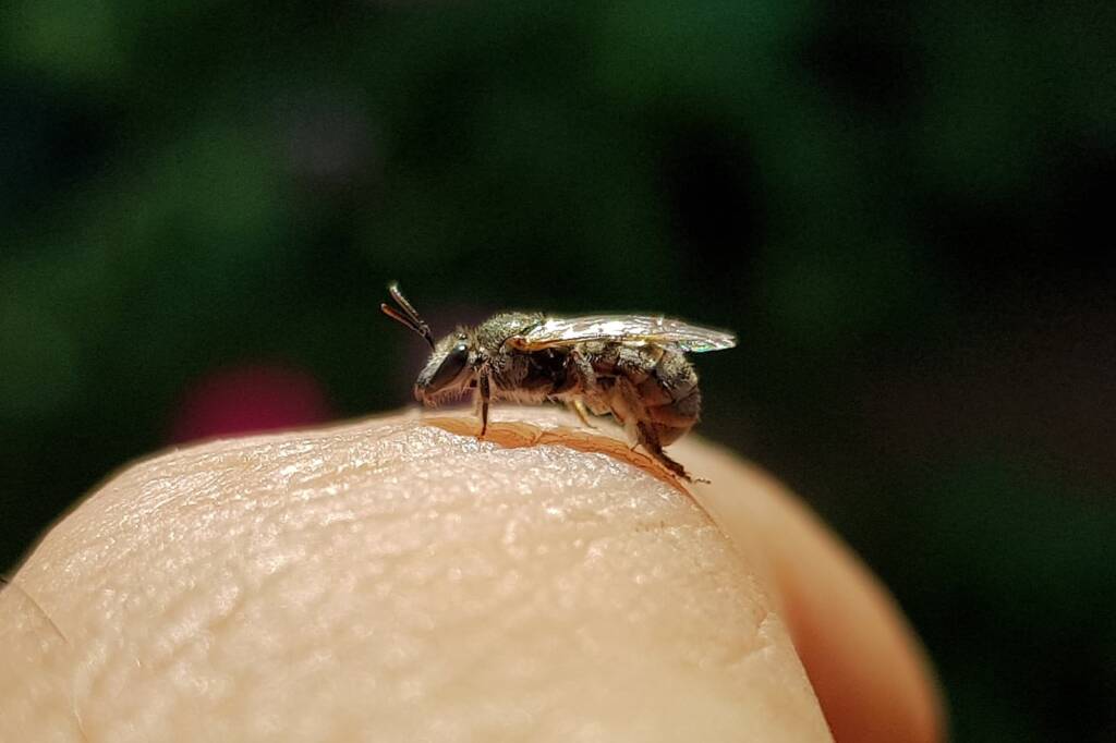 Lasioglossum sp (Furrow Bee), Alice Springs NT