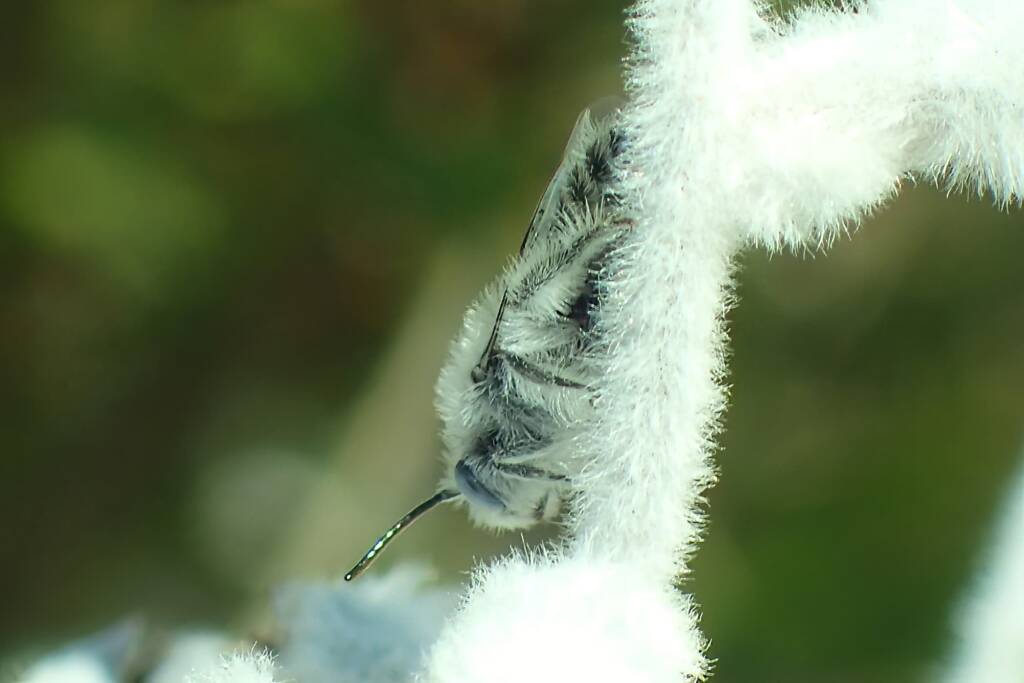 Leioproctus pappus on Australian smoke bush (Conospermum sp), Geraldton, Midwest WA © Gary Taylor