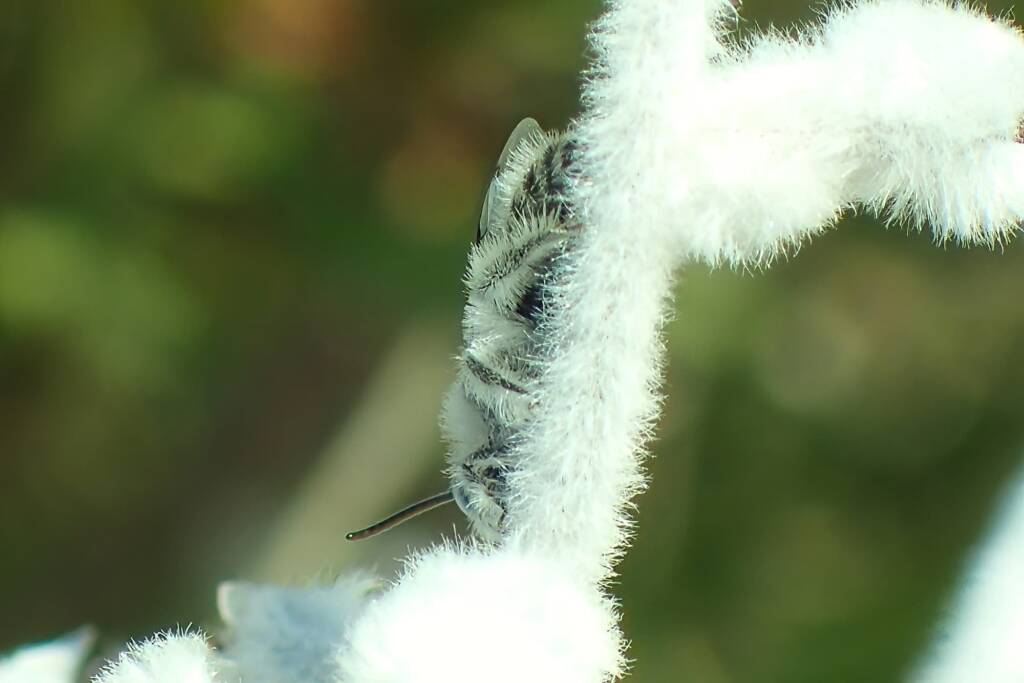 Leioproctus pappus on Australian smoke bush (Conospermum sp), Geraldton, Midwest WA © Gary Taylor