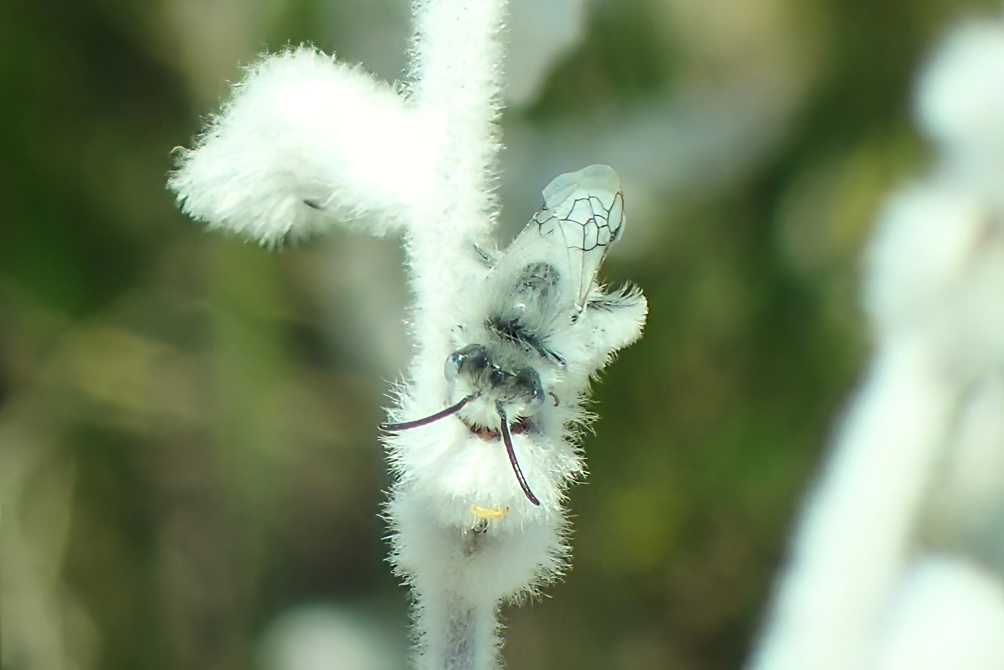 “Snow bees”
