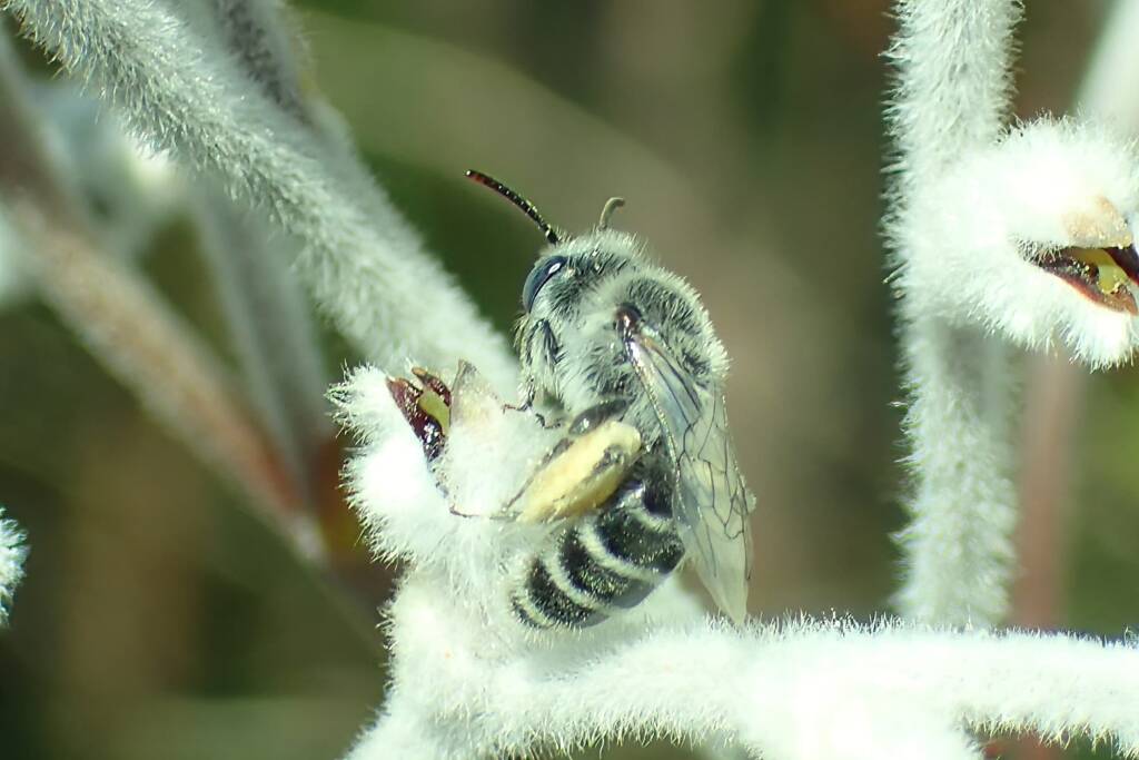 Leioproctus sp on Australian smoke bush (Conospermum sp), Geraldton, Midwest WA © Gary Taylor