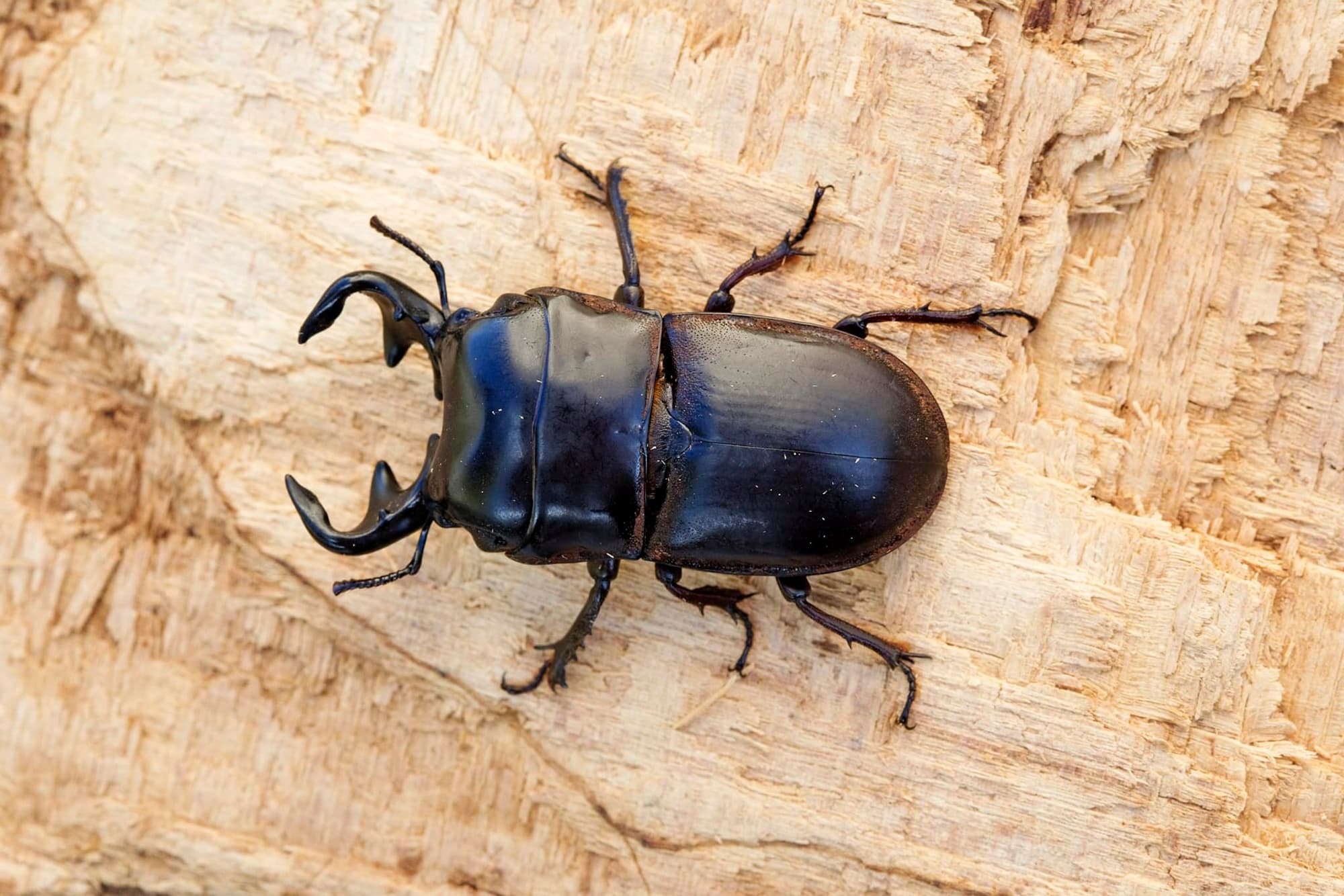 Lissapterus obesus, Great Dividing Range QLD © Hongming Kan
