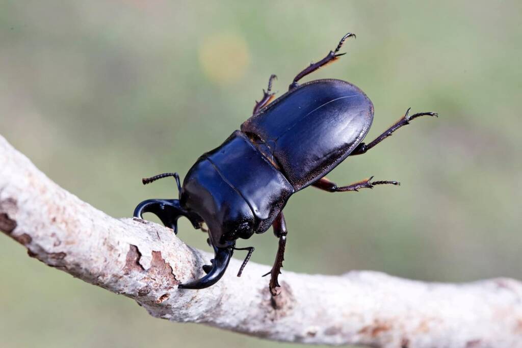 Lissapterus obesus, Great Dividing Range QLD © Hongming Kan