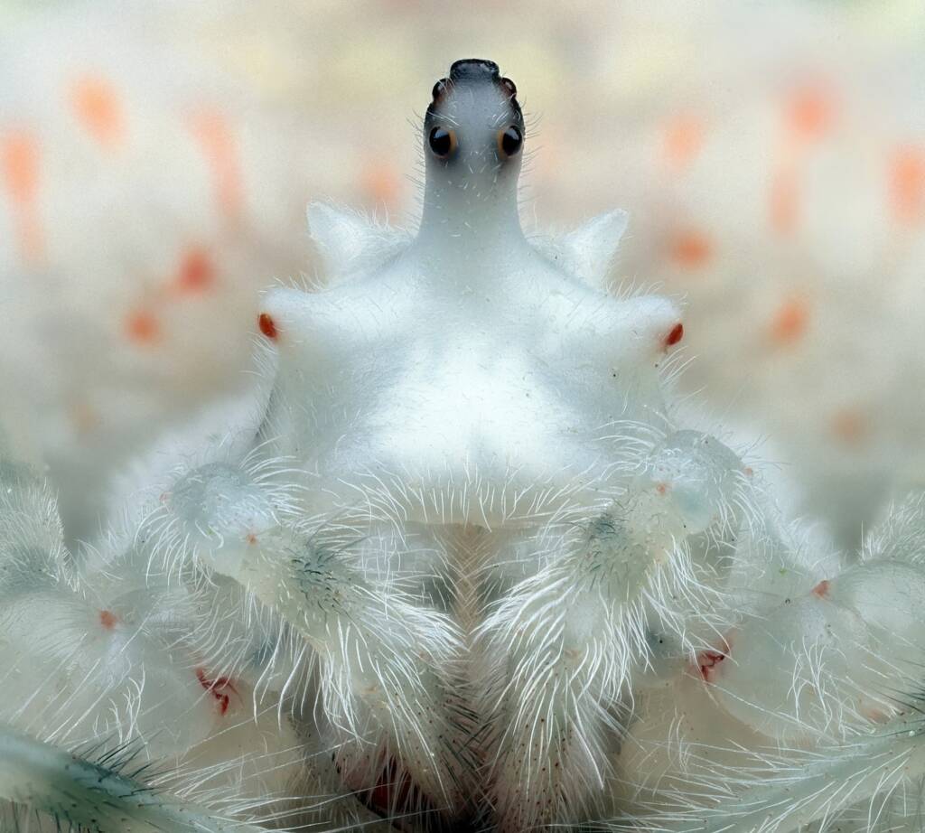 Magnificent Spider (Ordgarius magnificus), Woy Woy Bay NSW © Michael Doe