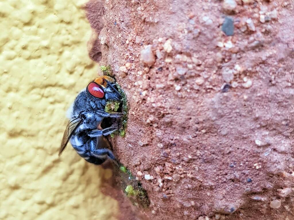 Megachile aurifrons (Golden-browed Resin Bee) sealing off the nest cell, Alice Springs, NT