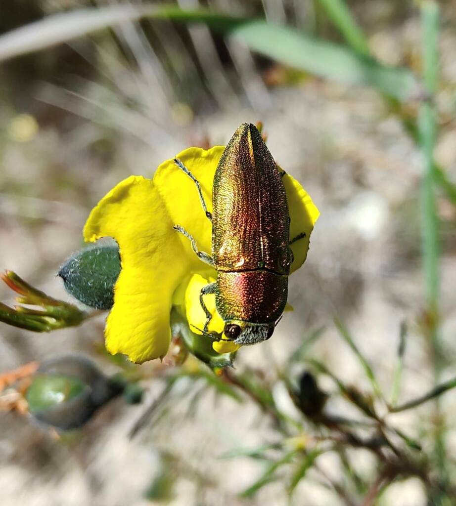 Melobasis cuprifera on Gompholobium tomentosum, Gingin WA © Donna Juanita