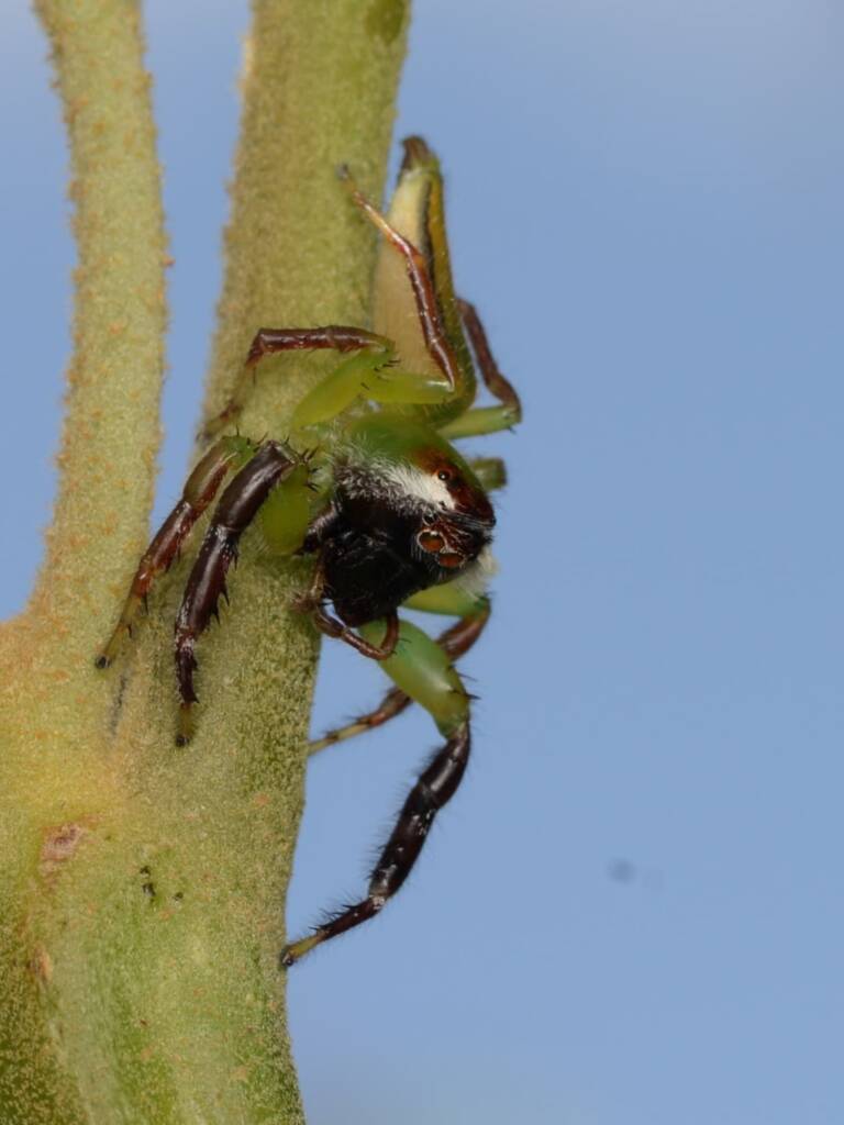 Mopsus mormon (Green Jumping Spider) - male, Gold Coast QLD © Stefan Jones
