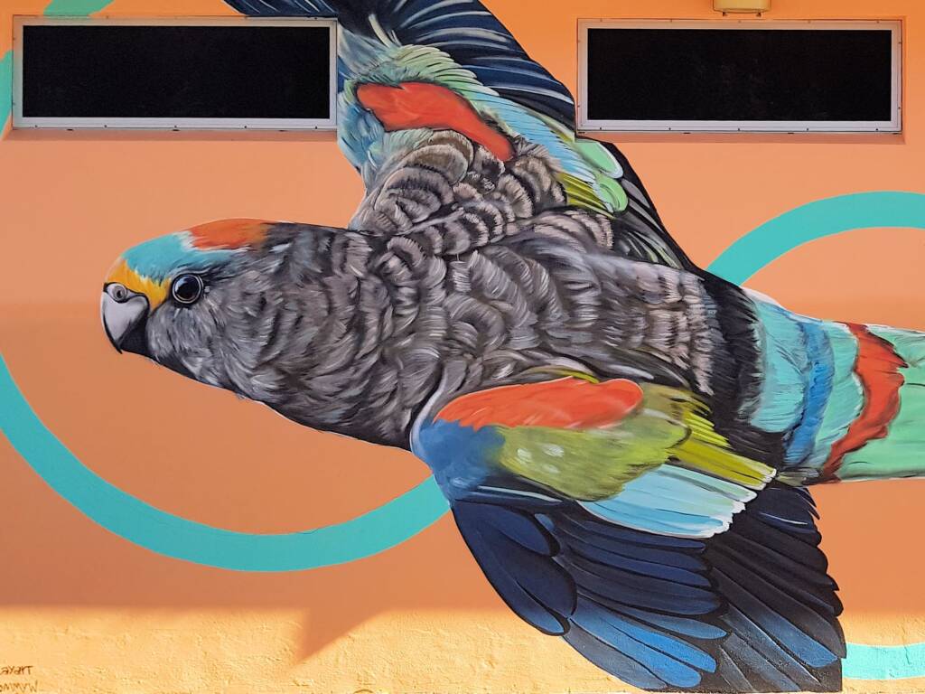 Mulga Parrot by Karine 's Art -KAWA, Mparntwe Street Art Festival 2024 (#msaf2024), Alice Springs NT