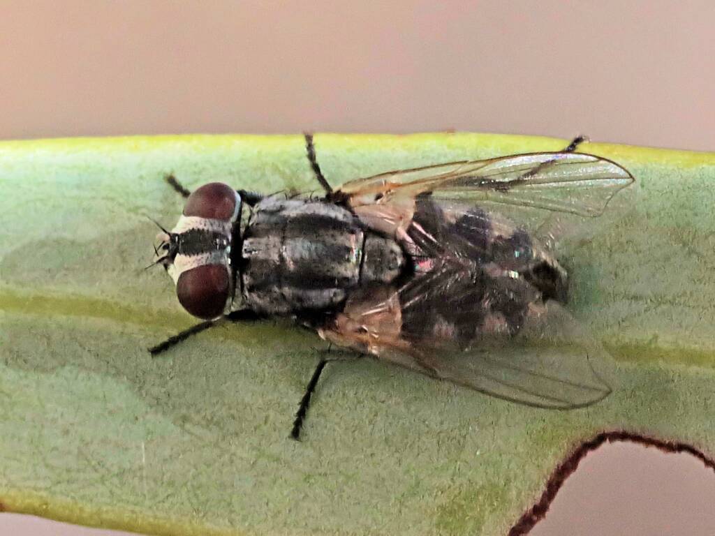 Musca vetustissima, Opalton QLD © Tony Eales