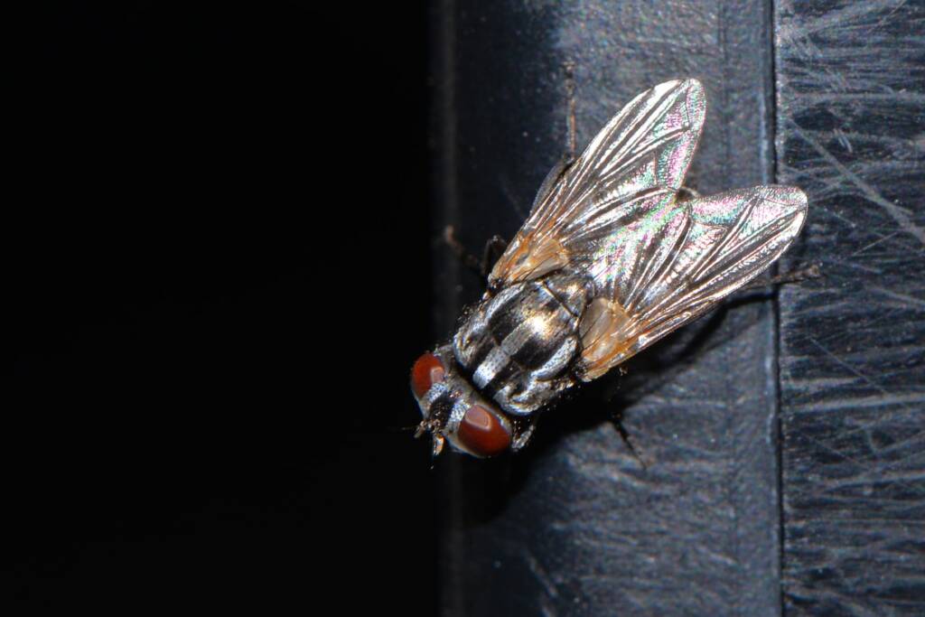 Musca vetustissima, Moore River National Park WA © Jean and Fred Hort