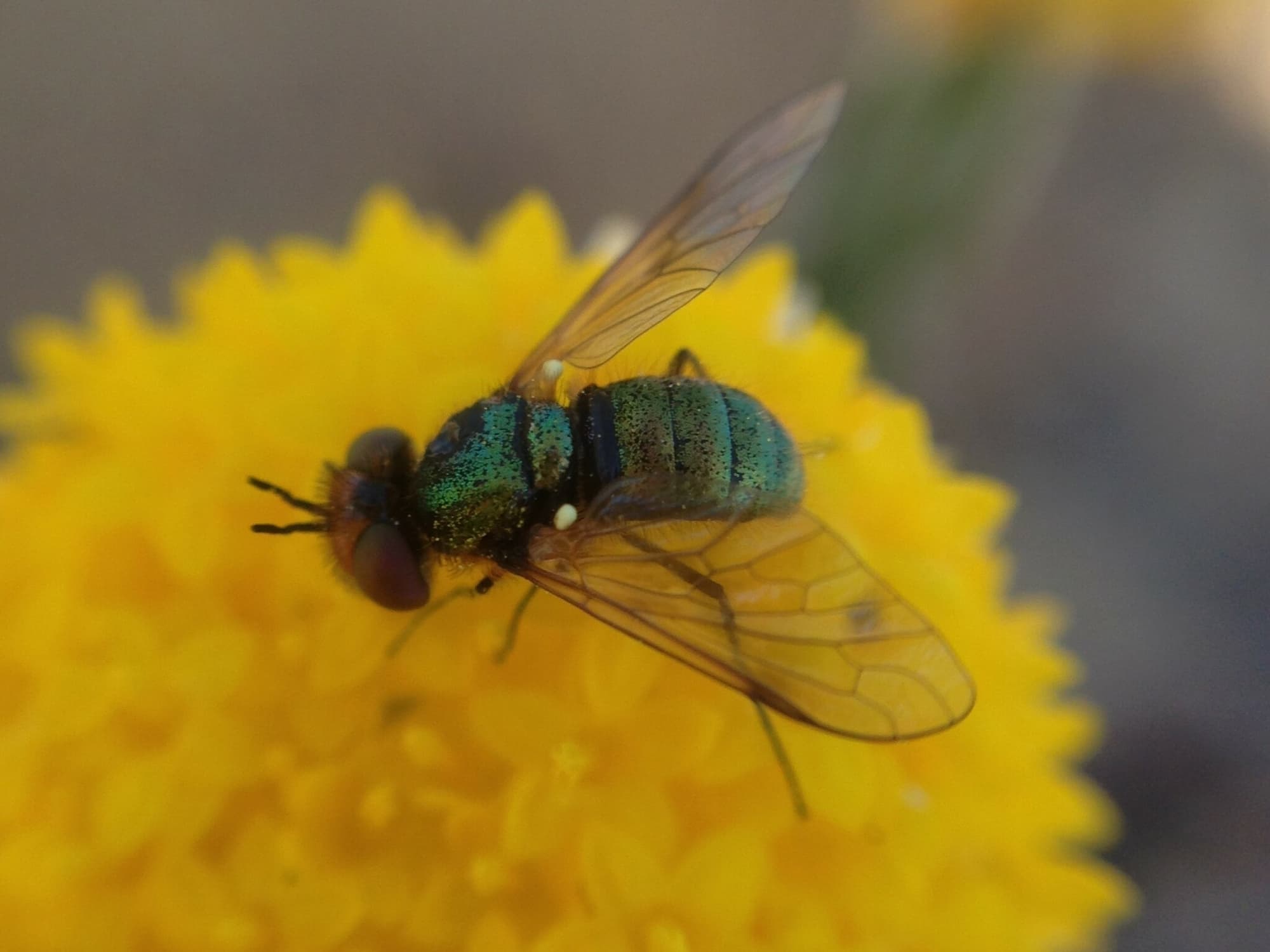 Neosardus cosmus (Bee Fly), Wongan Hills, WA © Daniel Heald
