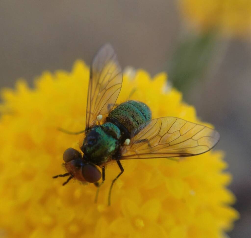 Neosardus cosmus (Bee Fly), Wongan Hills, WA © Daniel Heald