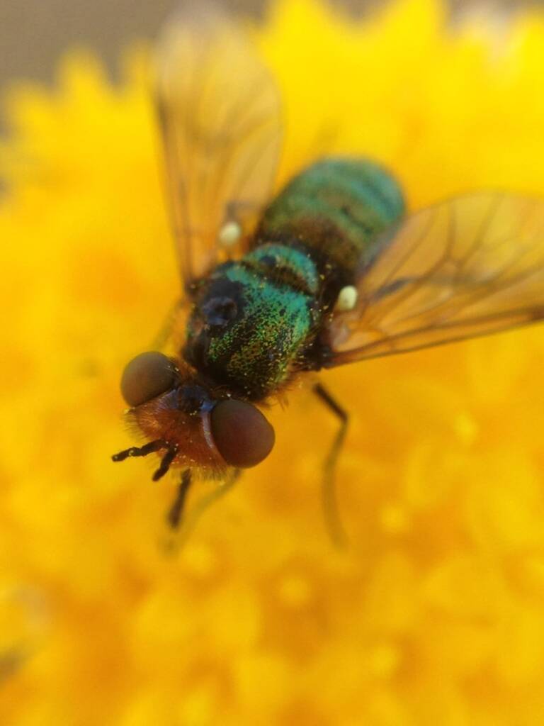 Neosardus cosmus (Bee Fly), Wongan Hills, WA © Daniel Heald