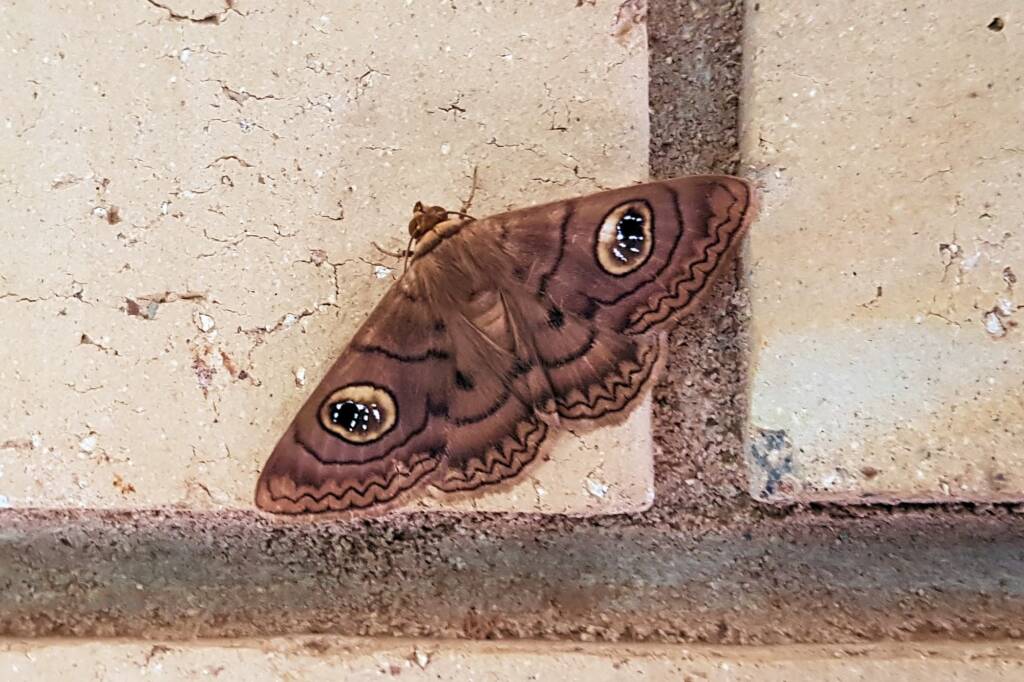 Niguza spiramioides, Alice Springs NT