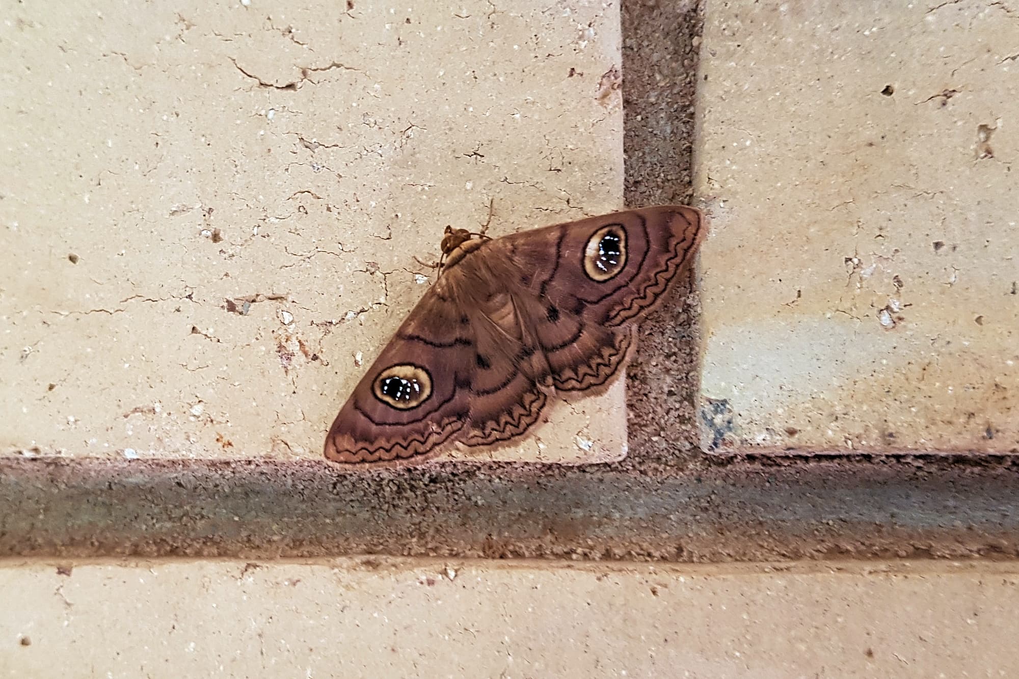 Niguza spiramioides, Alice Springs NT