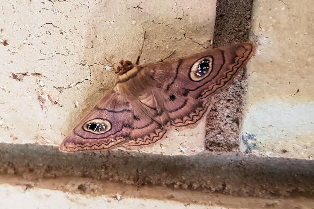 Niguza spiramioides, Alice Springs NT