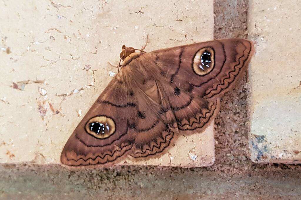 Niguza spiramioides, Alice Springs NT