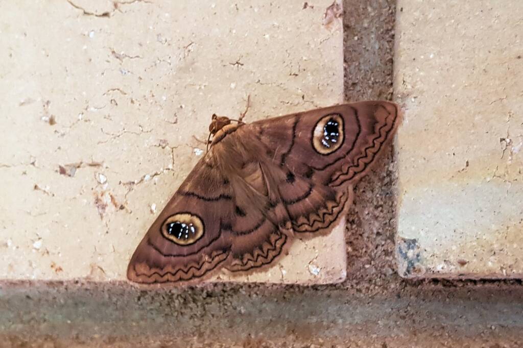 Niguza spiramioides, Alice Springs NT