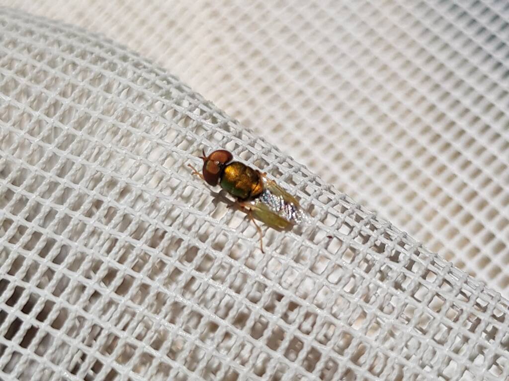 Odontomyia decipiens, member of the genus Odontomyia, subfamily Stratiomyinae, Alice Springs NT