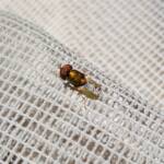 Odontomyia decipiens, member of the genus Odontomyia, subfamily Stratiomyinae, Alice Springs NT