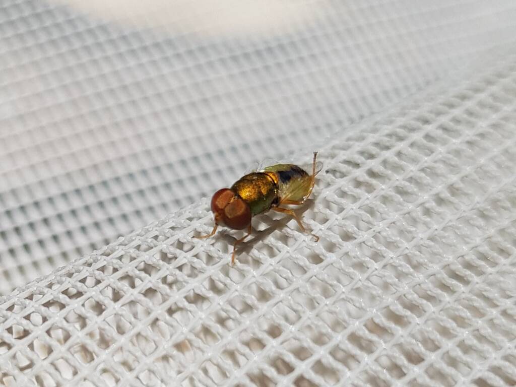 Odontomyia decipiens, member of the genus Odontomyia, subfamily Stratiomyinae, Alice Springs NT