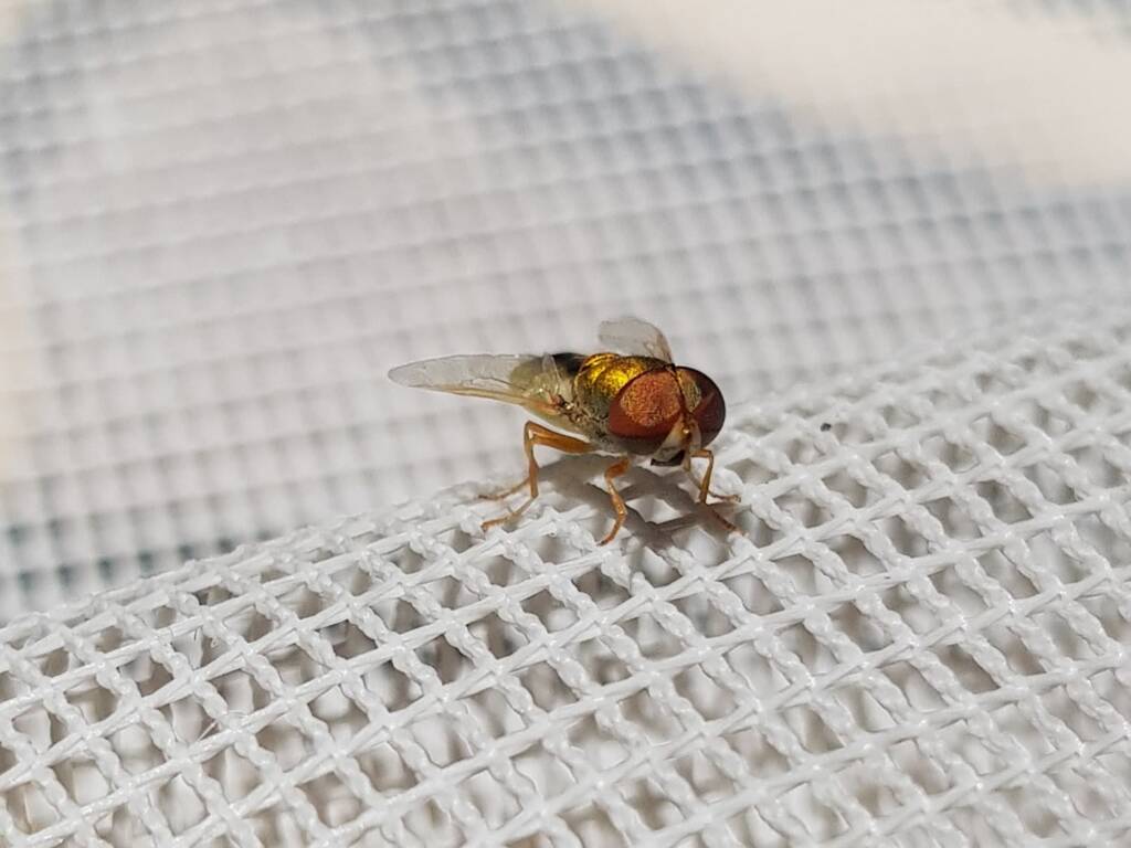 Odontomyia decipiens, member of the genus Odontomyia, subfamily Stratiomyinae, Alice Springs NT