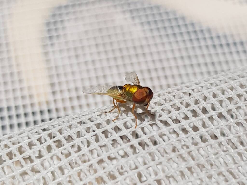 Odontomyia decipiens, member of the genus Odontomyia, subfamily Stratiomyinae, Alice Springs NT
