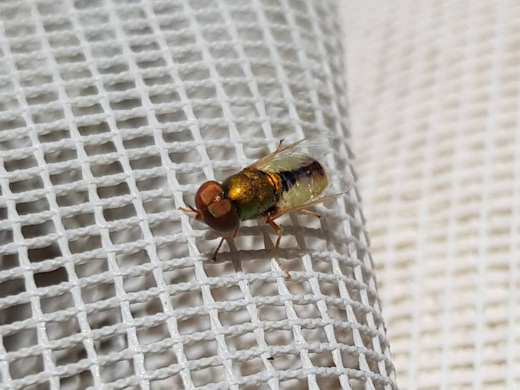Odontomyia decipiens, member of the genus Odontomyia, subfamily Stratiomyinae, Alice Springs NT