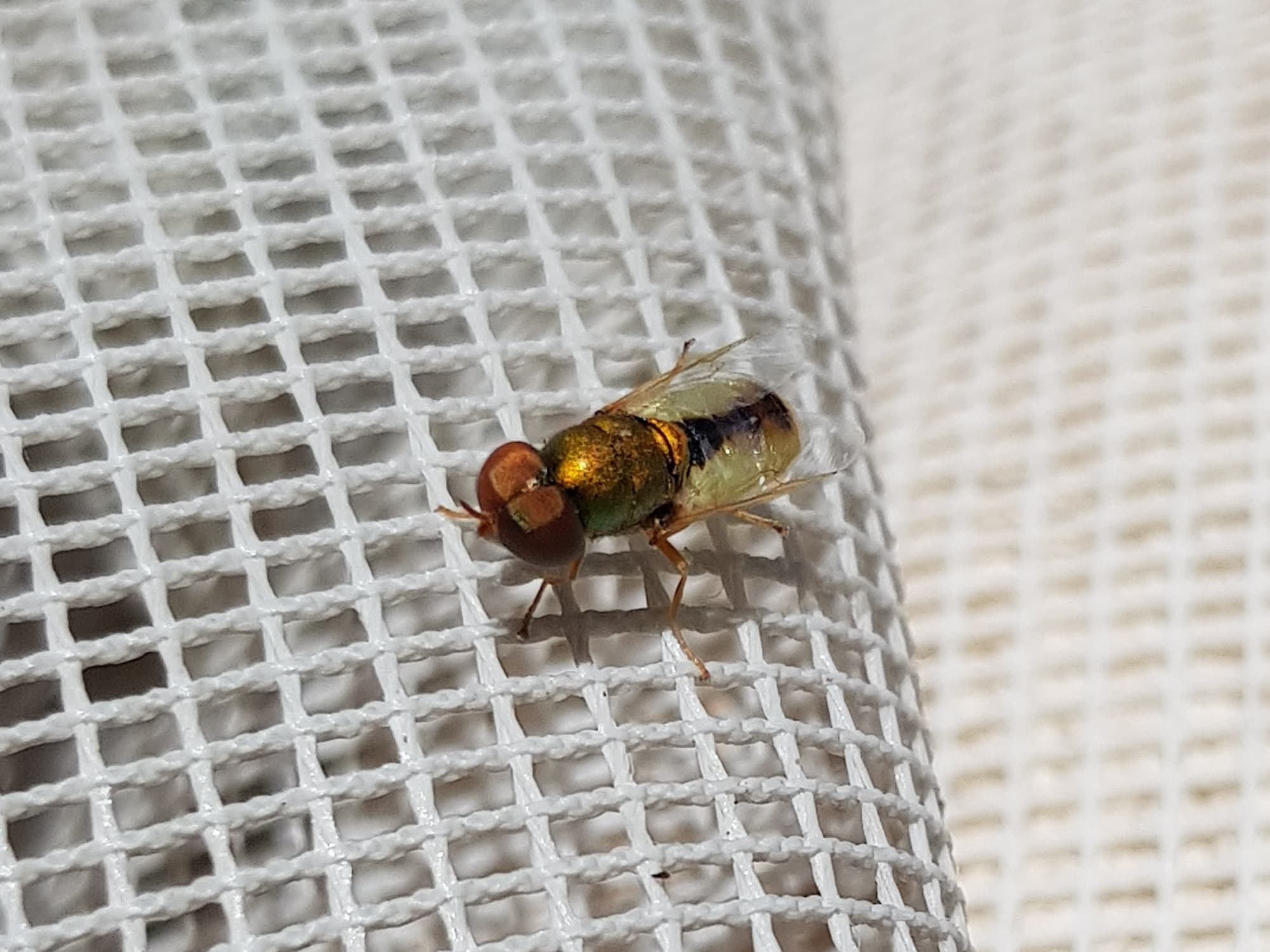 Odontomyia decipiens, member of the genus Odontomyia, subfamily Stratiomyinae, Alice Springs NT