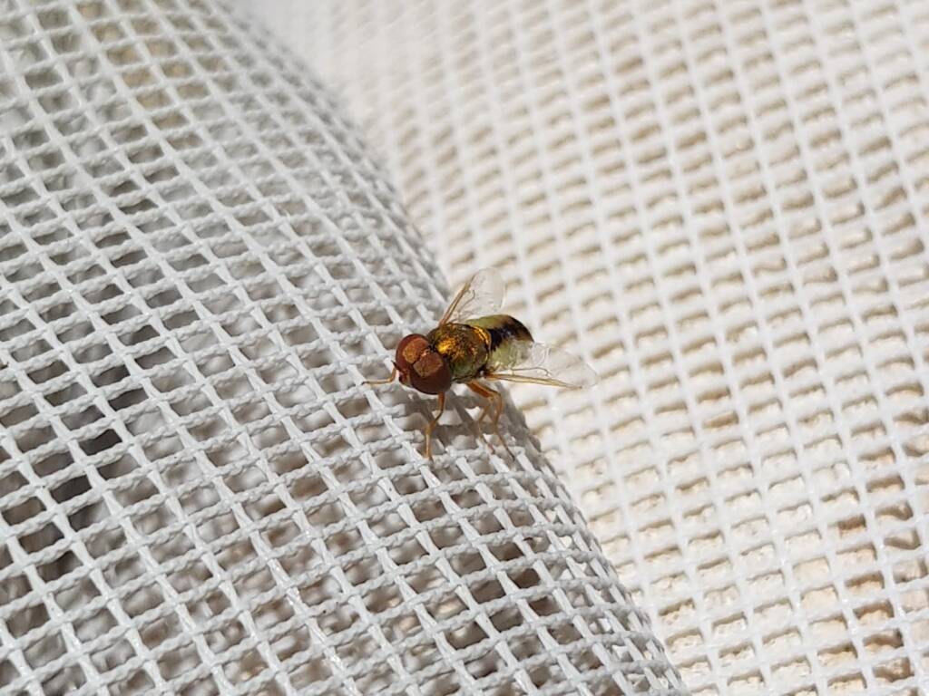 Odontomyia decipiens, member of the genus Odontomyia, subfamily Stratiomyinae, Alice Springs NT