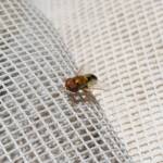 Odontomyia decipiens, member of the genus Odontomyia, subfamily Stratiomyinae, Alice Springs NT